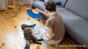 Critically important info for pet owners in urgent 40C heatwave warning from vets