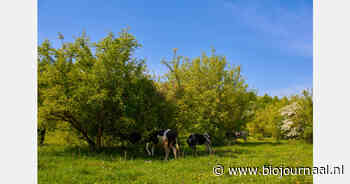 NVWA start pilot met geodata en drones voor toezicht op hittestress bij weidedieren