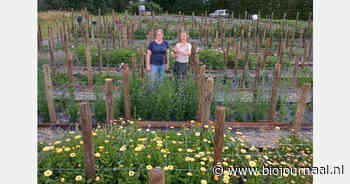 O’Bio opent biobloemenpluktuin in Wielsbeke