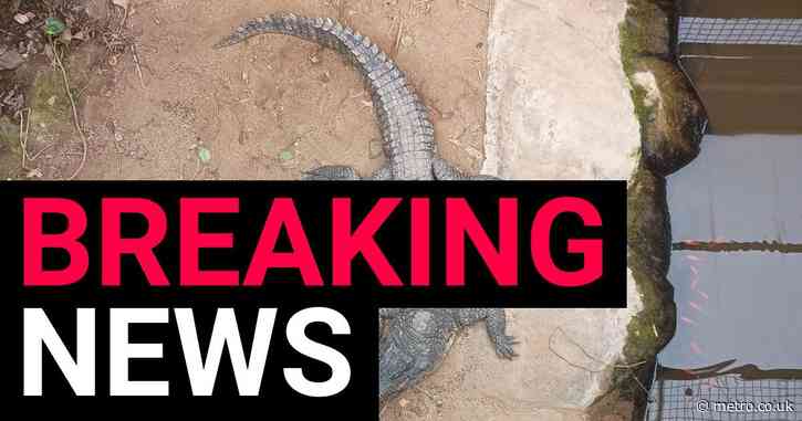 Boy, 3, ‘thrown into a crocodile pit’ is no longer in a critical condition