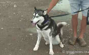 Southern Alberta family dog recovering after being shot