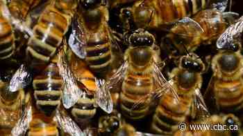 Beekeepers working to revolutionize Canadian honey industry with locally-sourced queens