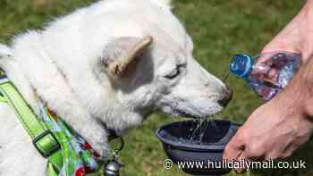 RSPCA warns pet owners to prepare as heatwave hits East Yorkshire