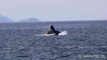 'Very rare whale': Endangered North Pacific right whale photographed in B.C.