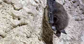 Parks Canada working to curb spread of deadly white-nose syndrome in Alberta bats