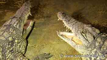 Boy, 3, allegedly 'thrown' into crocodile enclosure at UK zoo now in stable condition