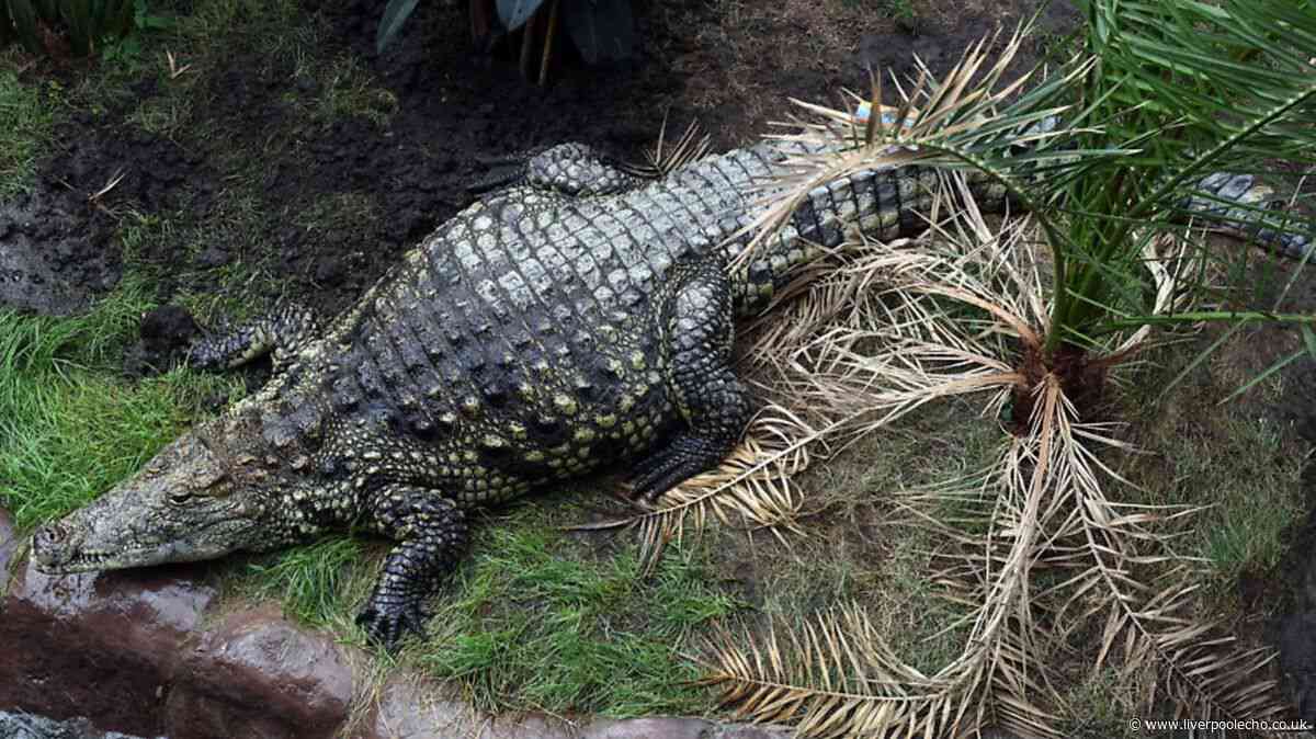 Boy, 3, 'thrown into crocodile enclosure' at UK zoo now stable