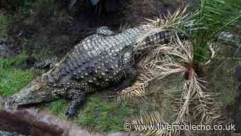 Boy, 3, 'thrown into crocodile enclosure' at UK zoo now stable