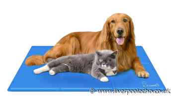 Hundreds of pet owners nab 'simple and effective' cooling mat for the heatwave