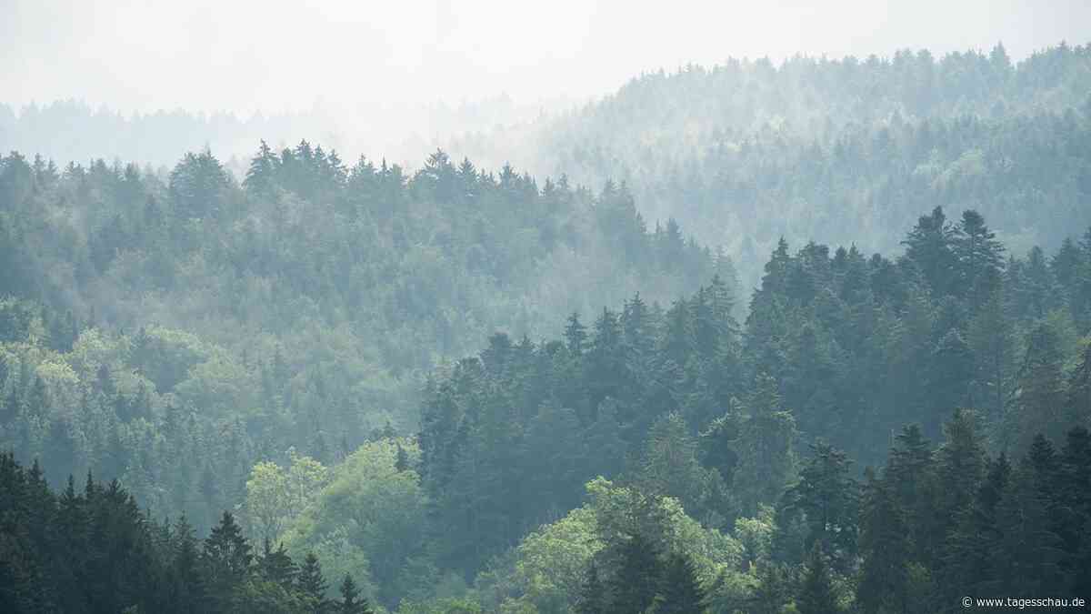 Mehr Wasser in Wäldern: Gut für Bäume und Anwohner
