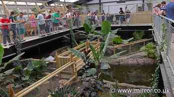 Major update after boy, 3, 'thrown' into crocodile enclosure and 'attacked'