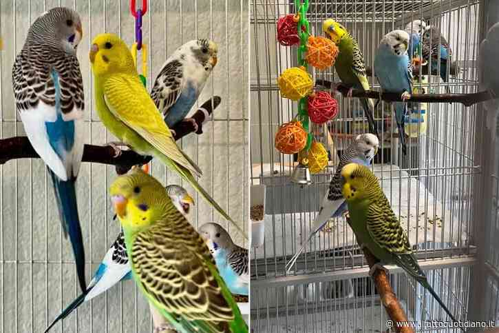 “Volevano accoppiarsi senza limiti e gliel’ha permesso”: ci sono troppi pappagallini e non si sa dove metterli, l’appello degli animalisti per trovargli una casa