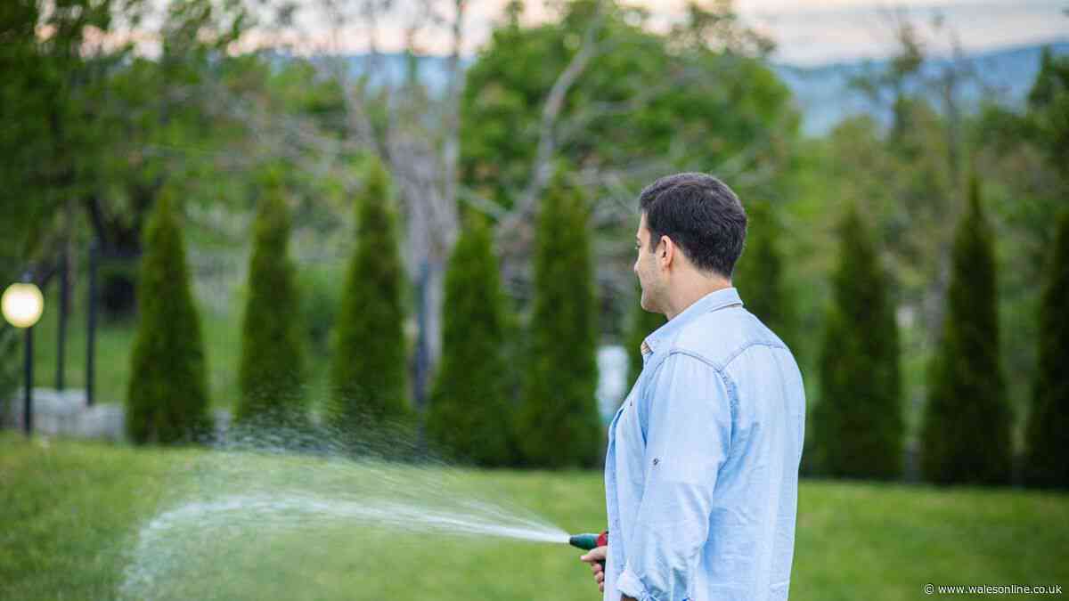 How and when to water your plants during a heatwave