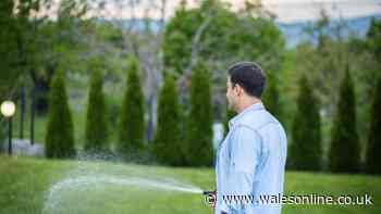 How and when to water your plants during a heatwave