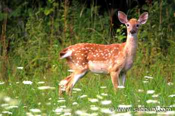 Manitoulin Island woman fined for letting dogs harass deer