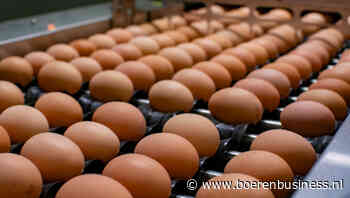 Daling eierprijzen gaat alleen maar sneller