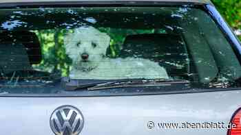 Hunde bei Hitze im Auto zurückgelassen: Peta erstattet Strafanzeigen