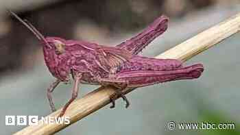 Woman finds rare pink grasshoppers in garden