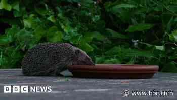 The tiny highway helping the capital's hedgehogs