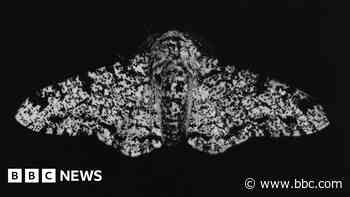 Exhibition explores moths' ability to adapt