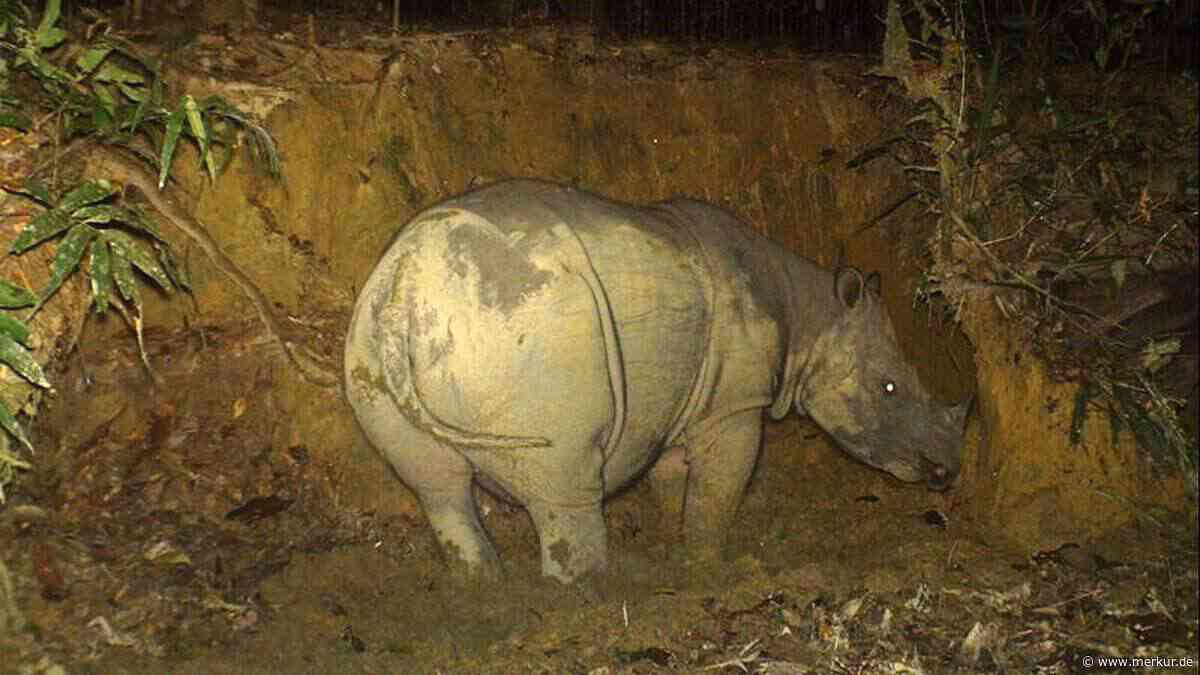 Nur noch zwei Tiere übrig: Kann künstliche Befruchtung diese Nashorn-Art retten?