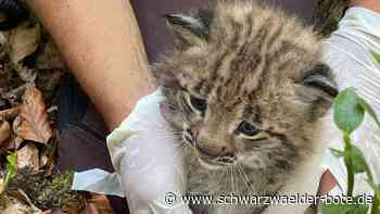 Nachwuchs im Schwarzwald: Erstmals seit mehr als 200 Jahren – Luchs-Baby im Südwesten geboren