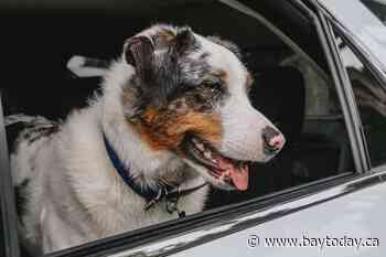 Ontario SPCA launches No Hot Pets campaign urging drivers to never leave animals in cars