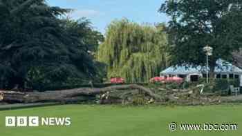 Man's narrow escape as tree falls on bowling green