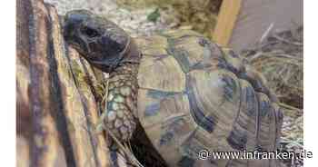 Tierheim Bamberg: Landschildkröte Hubert wurde einfach zurückgelassen