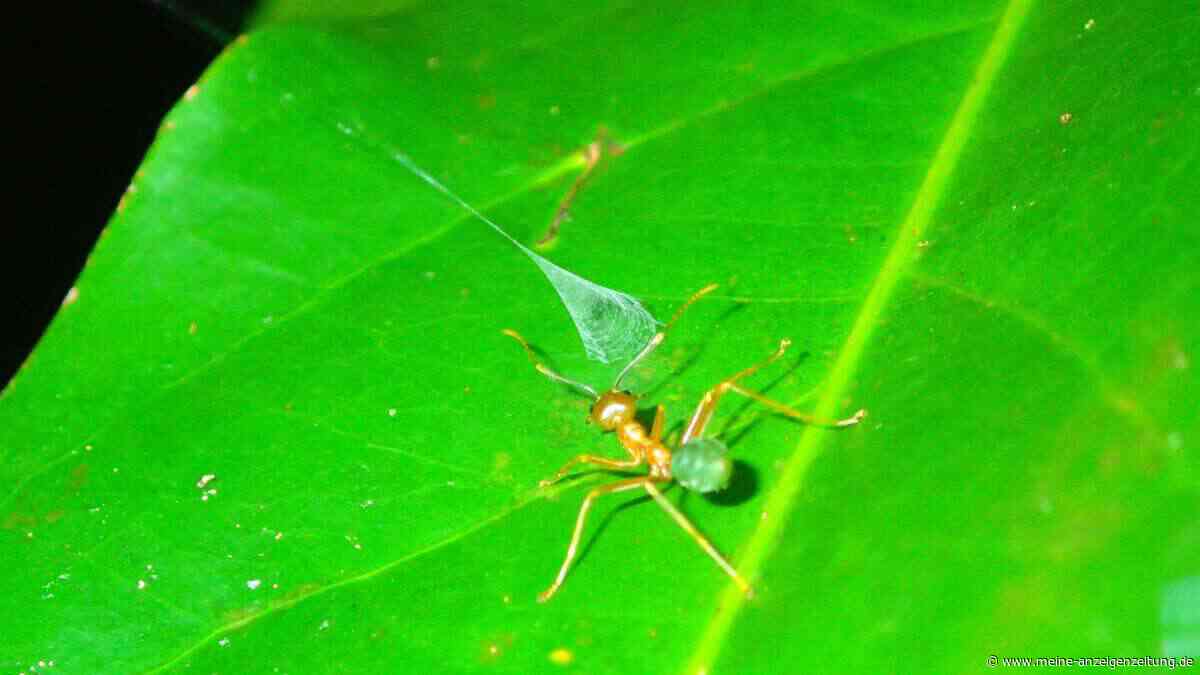 Ausgefuchste Taktik: Spinne katapultiert Ameisen in ihr Netz