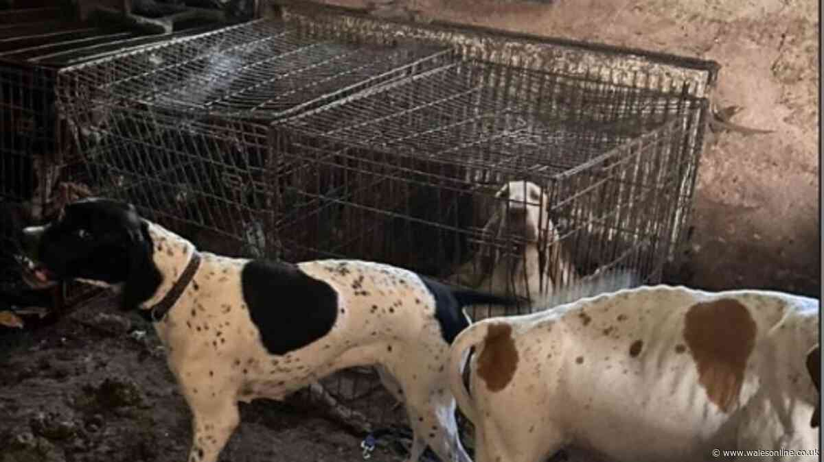 Woman let dogs suffer in disgusting conditions