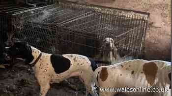 Woman let dogs suffer in disgusting conditions