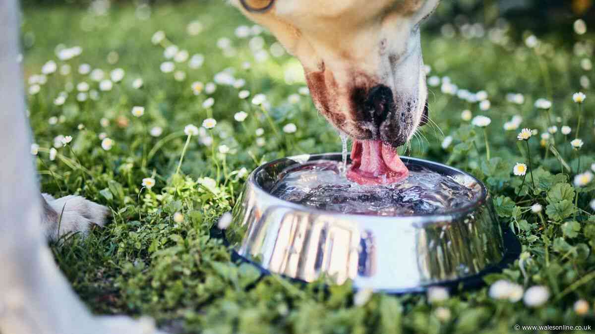 Dog owners warned as RSPCA settles heatwave debate over ice cubes