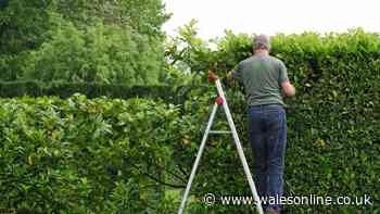 'I'm a laywer - these are your rights if a neighbour's hedge blocks light in your garden'