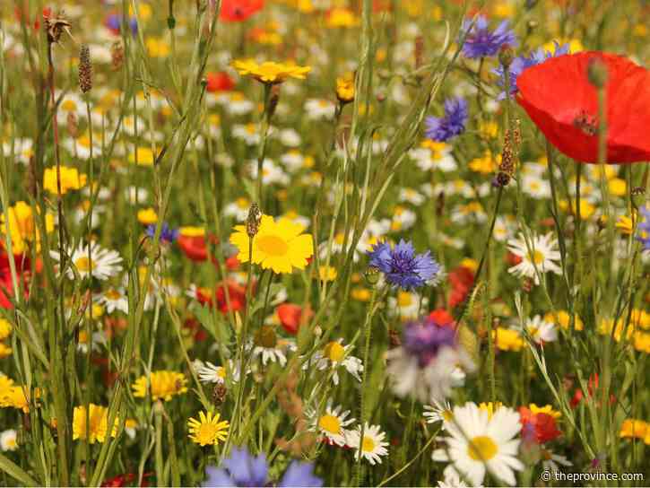 Ins and outs of creating a wildflower garden