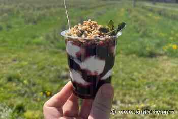 Let’s eat! Haskap berry season is almost here!