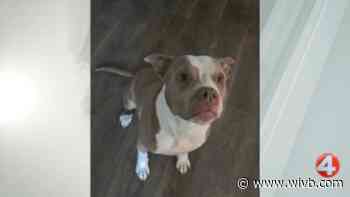 Scarlett is looking for a forever home