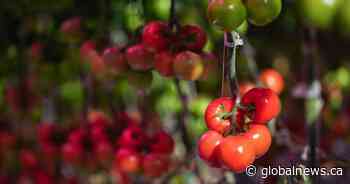 Inflation rose 3.2% as gas, food prices jump — with tomato prices up 45%