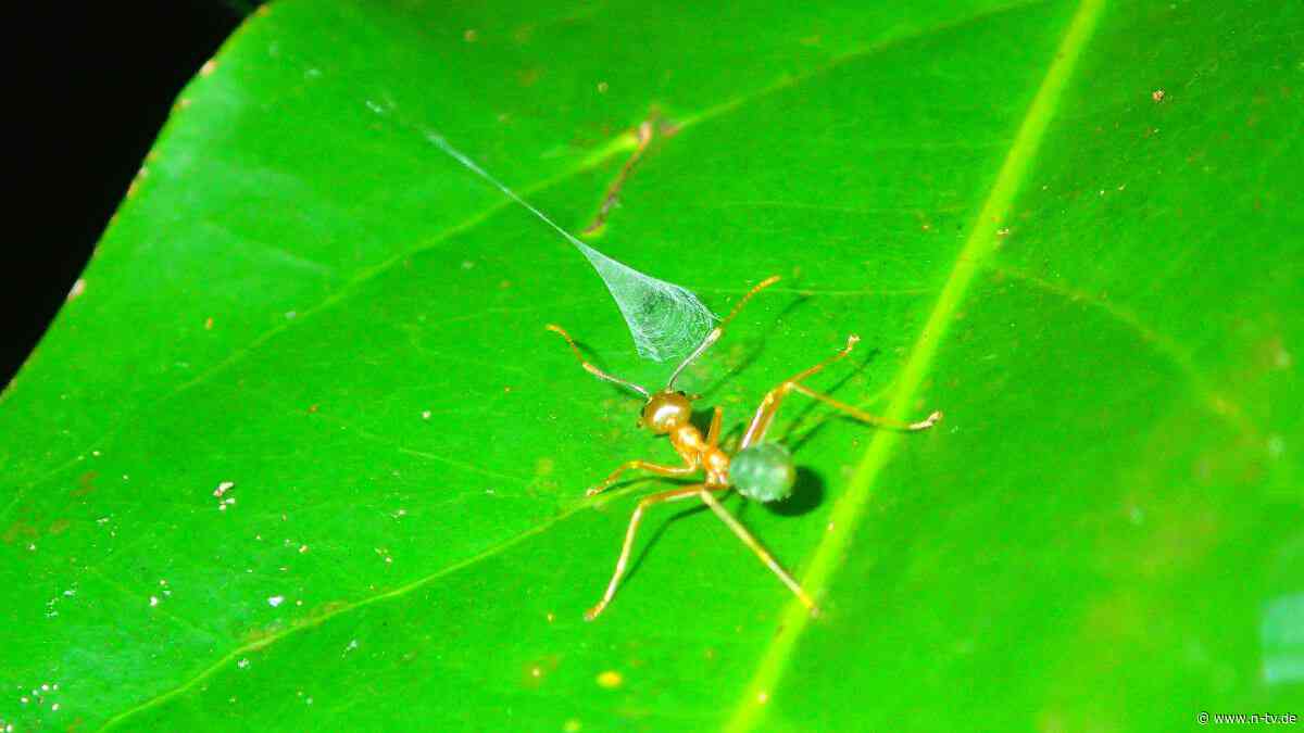 "Fangsystem" verblüfft Experten: Spinne jagt mit einzigartiger Schleuder-Falle