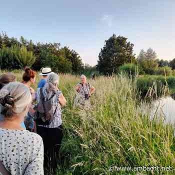 Midzomerwandeling Waalbos: een avond vol riet, uilen, schapen en vleermuizen