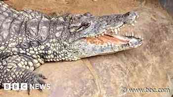 Wowcher sorry for 'unacceptable' crocodile attack email