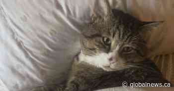B.C. family fighting for return of beloved cat after BC SPCA adoption