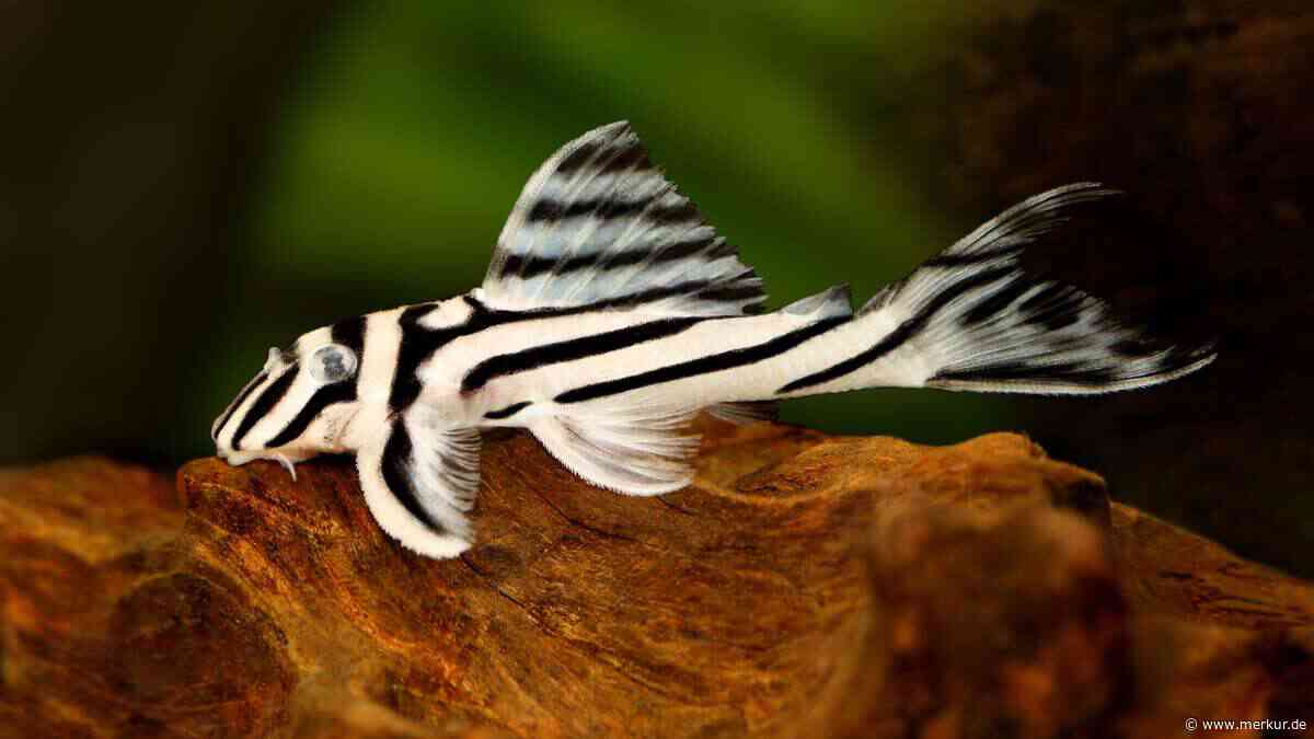 Diese 10 Fische halten Ihr Aquarium blitzblank sauber – ganz ohne Chemie