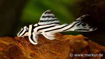 Diese 10 Fische halten Ihr Aquarium blitzblank sauber – ganz ohne Chemie