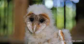 Western North Carolina barn owls become international sensation