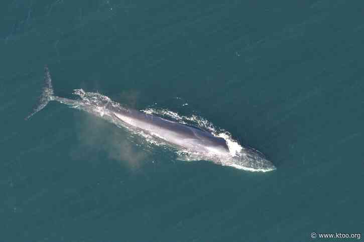 An endangered, pregnant fin whale arrived in Seward dead on a cruise ship bow