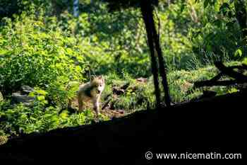 Le parc Alpha célèbre la naissance de trois bébés loups et deux cabris (et vous pouvez choisir leurs prénoms)