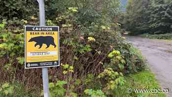Woman attacked by bear in Salmon Arm after off-leash dog chases cub up tree