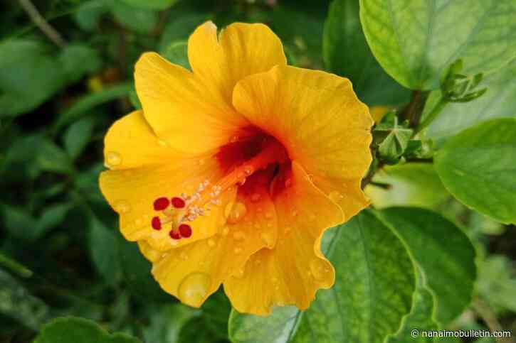 Altrusa Garden Tour takes attendees through seven Nanaimo gardens