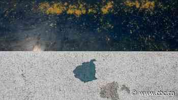 Lincoln Memorial Reflecting Pool to be drained for repairs in wake of peeling paint, algae issues